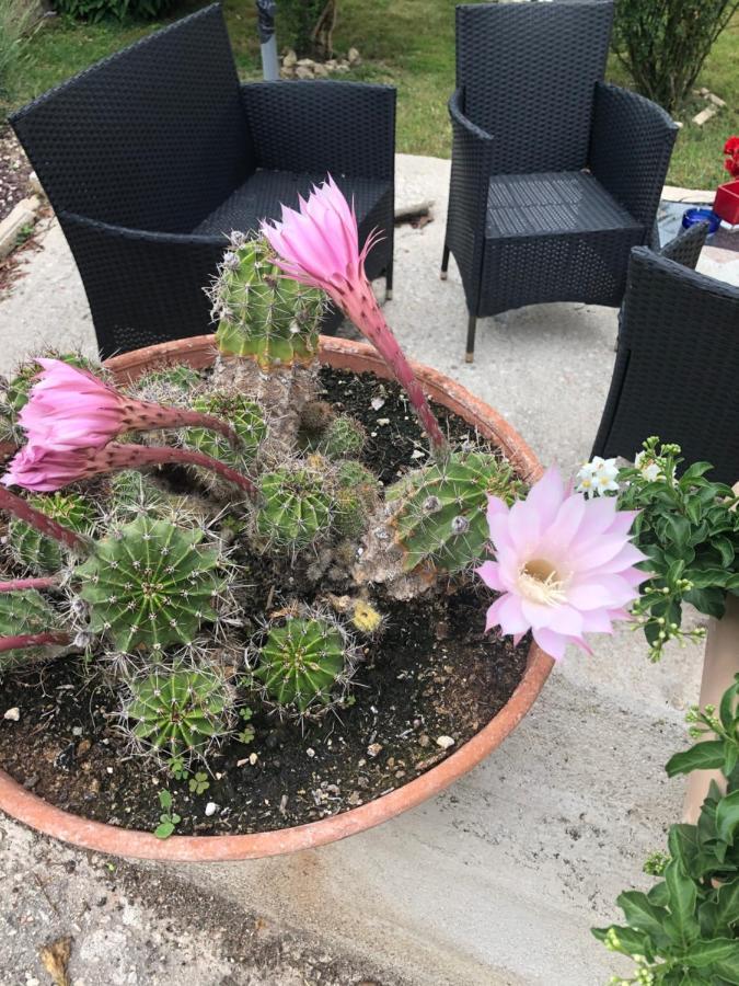 דירות Castel Ritaldi Il Girasole מראה חיצוני תמונה